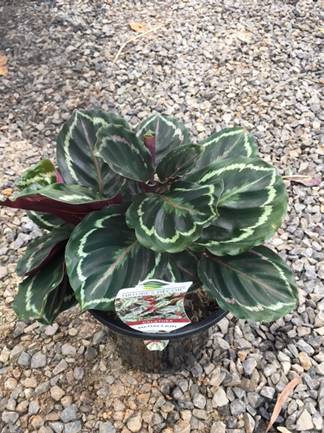 Calathea roseopicta 'Medallion' 8" Pot - Image 3