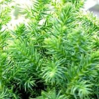 Close-up of lush, green feathery foliage of an Asparagus Fern plant, akin to the delicate textures in Cryptomeria 'Tansu' Japanese Cedar craftsmanship.