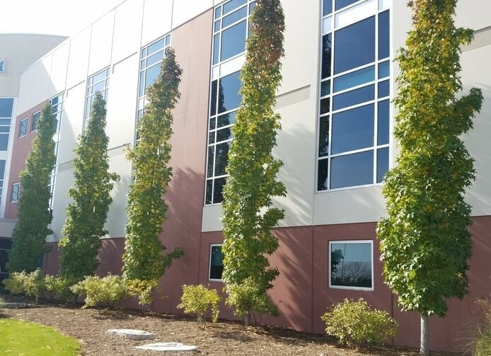 Liquidambar 'Slender Silouhette' Sweetgum 16" Pot - Image 4