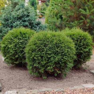 Thuja occidentalis 'Hetz Midget' - Image 2
