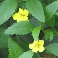 The Goodenia ovata 'Prostrate Goodenia' features green serrated leaves and two yellow flowers, available in a 6" pot.