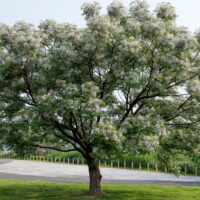 A Melia 'White Cedar' (Field Dug Extra Large) with spreading branches and clusters of small white flowers stands on green grass near a paved road and a fence.