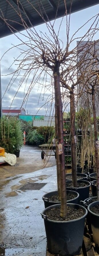 Prunus 'Shimidsu Sakura' Japanese Cherry 1.8m 24" Pot - Image 5