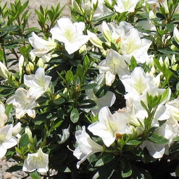 The Azalea 'White Lace' in an 8" pot showcases delicate white blooms that contrast beautifully with its lush green leaves, enhancing any garden setting.