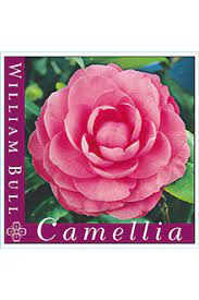 Camellia japonica 'William Bull' - Image 2