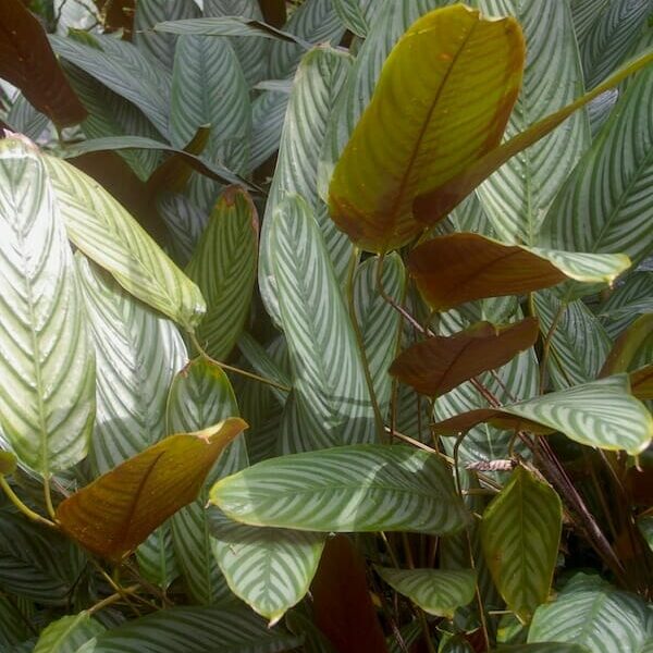 Ctenanthe setosa 5" Pot