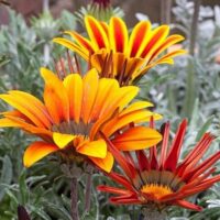 Gazania Mix silver leaf