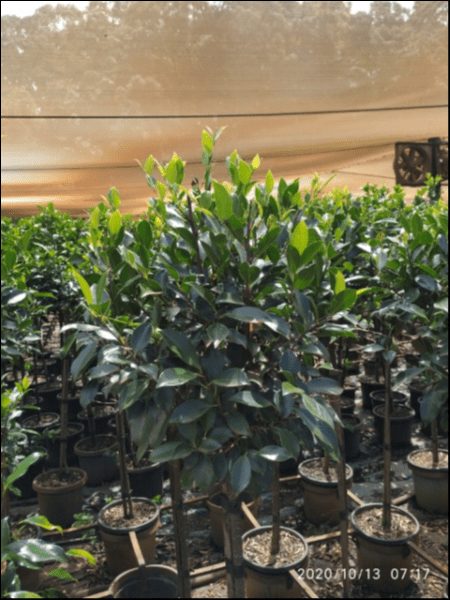 Ficus hillii 'Emerald' 4ft Standard 12" Pot - Image 2