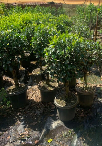 Ficus hillii 'Emerald' 3ft Standard 12" Pot - Image 2