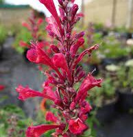 Close-up of vibrant pink Agastache 'Raspberry' blooms and green leaves in a 6" pot, set against a blurred garden background with subtle raspberry hints.