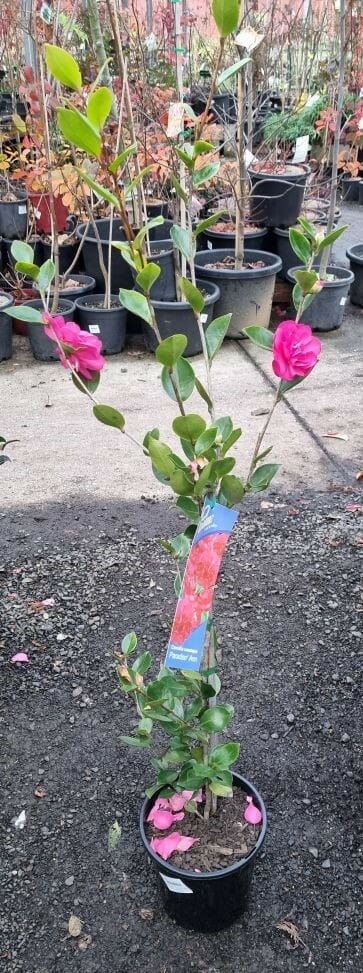 Camellia sasanqua 'Paradise® Ann' 8" Pot - Image 2