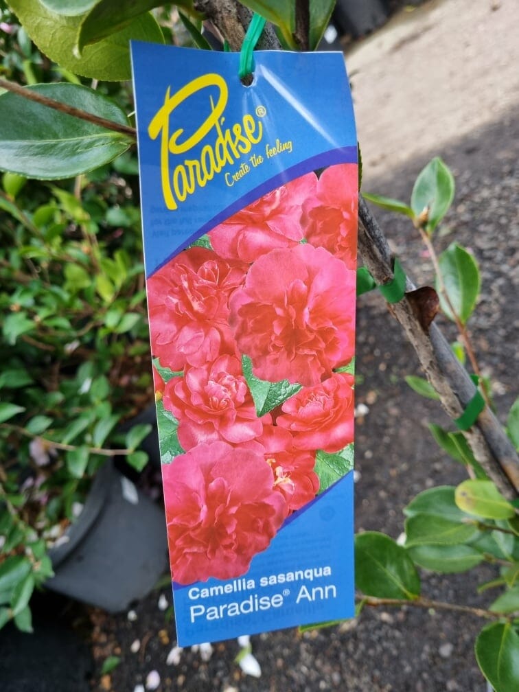 Camellia sasanqua 'Paradise® Ann' 8" Pot - Image 3