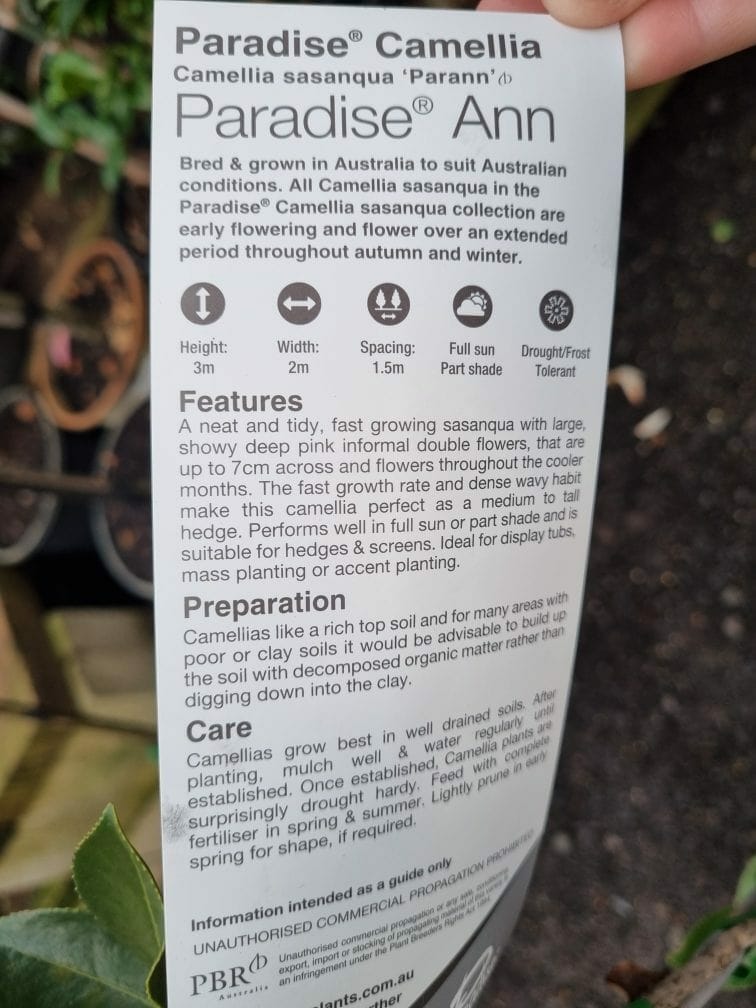 Camellia sasanqua 'Paradise® Ann' 8" Pot - Image 4