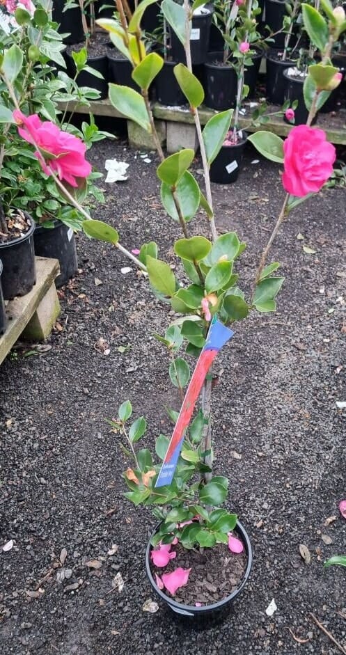 Camellia sasanqua 'Paradise® Ann' 8" Pot - Image 5