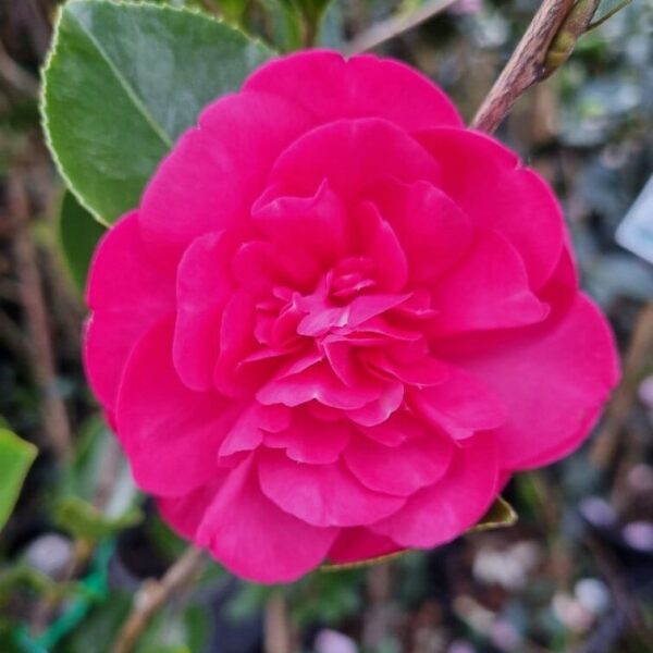 The Camellia sasanqua 'Paradise® Ann' in an 8" pot features vibrant pink blooms with layered petals nestled in lush green leaves, adding elegance to any garden.