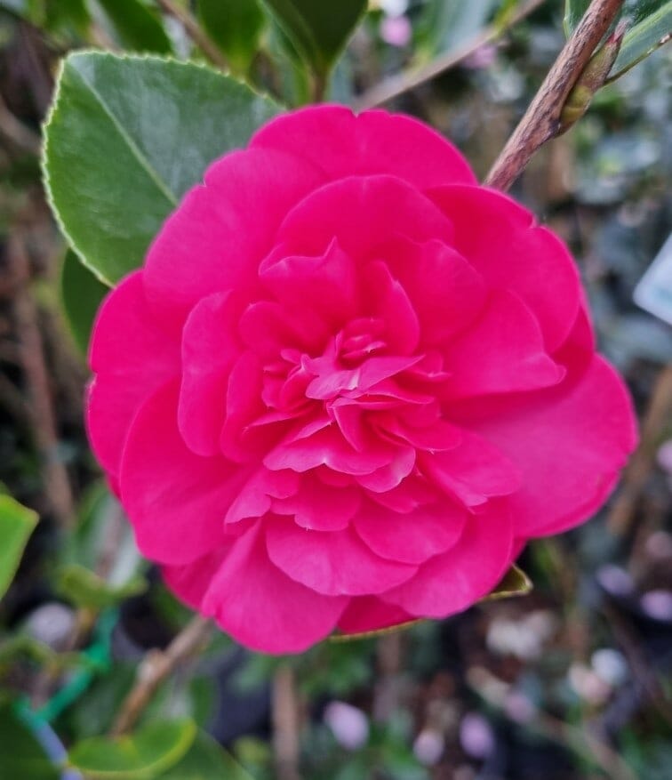 The Camellia sasanqua 'Paradise® Ann' in an 8" pot features vibrant pink blooms with layered petals nestled in lush green leaves, adding elegance to any garden.