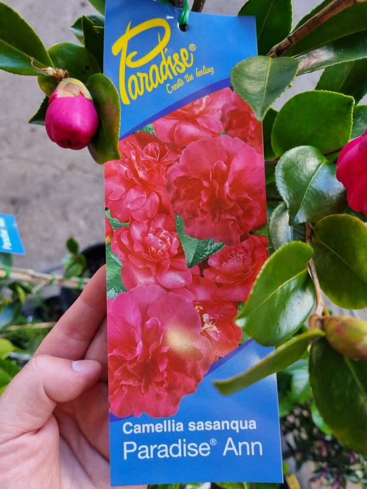 Camellia sasanqua 'Paradise® Ann' 8" Pot - Image 6