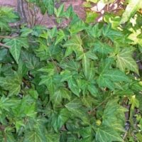 Parthenocissus 'Lowii' Boston Ivy gracefully spreads its green leaves on any surface, making it perfect for a 6" pot.