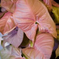 Synogium 'Red Heart' in a 6" pot featuring large, pink, heart-shaped leaves with visible veins.