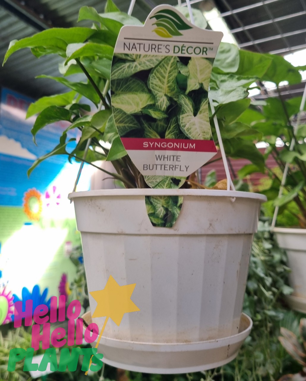 Syngonium 'White Butterfly' (Hanging Basket) 7" Pot - Image 2