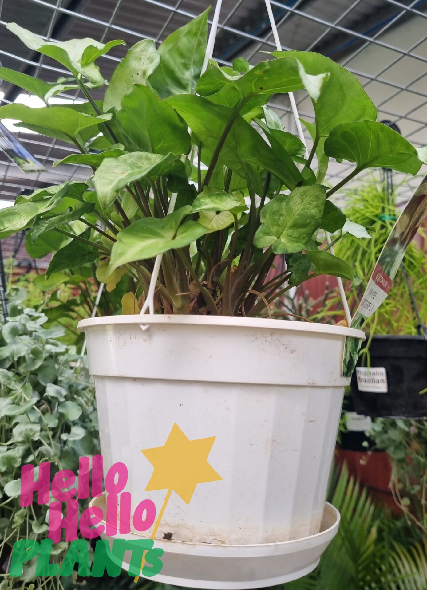 Syngonium 'White Butterfly' (Hanging Basket) 7" Pot - Image 3