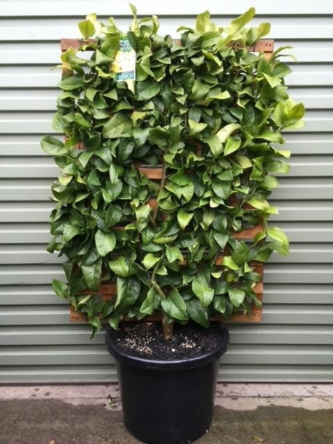 Citrus 'Eureka' Lemon (Espaliered) 16" Pot - Image 2