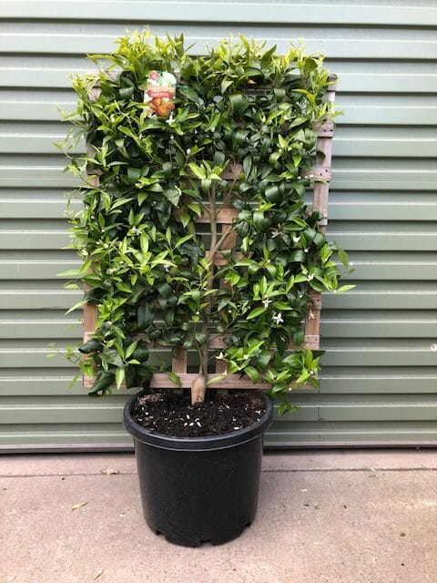 Citrus Mandarin Tree 'Emperor' Espaliered 16" Pot - Image 2
