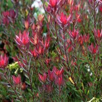 A dense cluster of red and green leafy plants, featuring tall, narrow stems and pointed leaves, includes the striking Leucadendron 'Bright Eyes' growing outdoors.