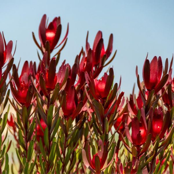 Leucadendron 'Bright Eyes' blooms under a blue sky, surrounded by lush green foliage.