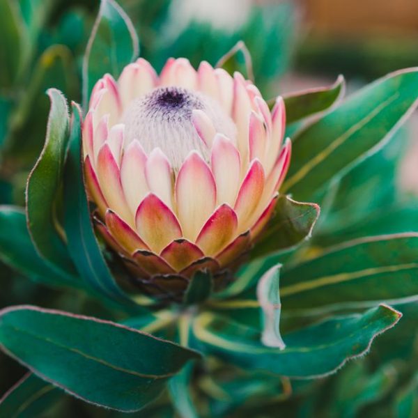 A close-up image of a single protea flower with pink and white petals surrounded by dark green leaves, reminiscent of the captivating beauty of Leucadendron 'Bright Eyes'.