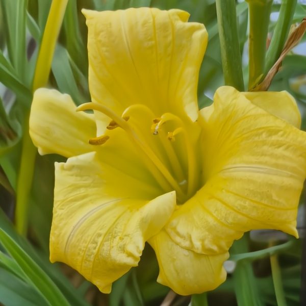 Close-up of a blooming Hemerocallis 'Stella Bella' Daylily in a 6" pot, featuring curved petals, prominent stamens, and lush green leaves.