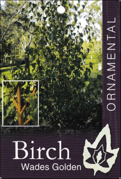 Betula 'Wades Golden' Birch - Image 2