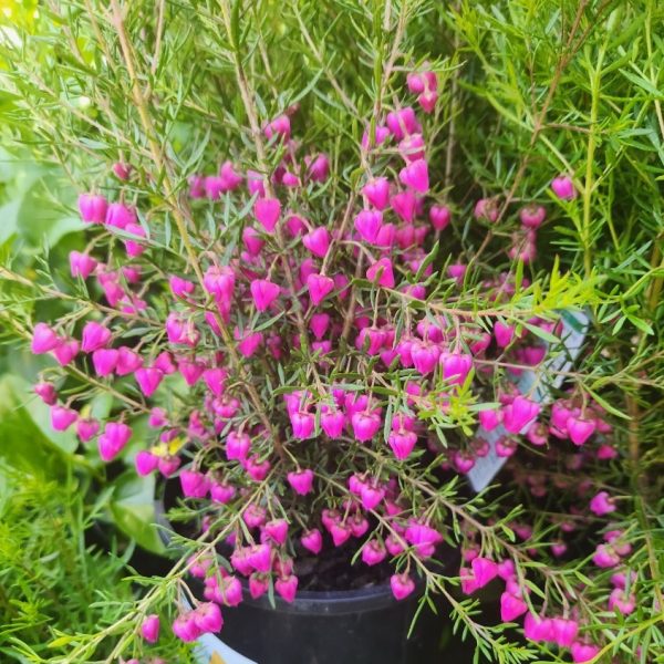 The Boronia 'Carousel' in a 6" pot features a multitude of small, pink bell-shaped flowers and delicate green leaves.