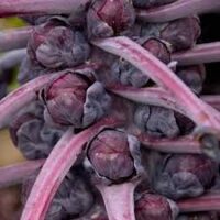 A close-up of Brassica 'Tasty Red' Brussels Sprouts in a 3" pot highlights their vibrant color and elongated stems, a delightful variety from the Brassica family.