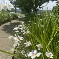 A sidewalk bordered by tall green plants with purple and white flowers under a Morus 'Weeping Mulberry' 1.8m Standard (Bare Root) creates a picturesque scene.