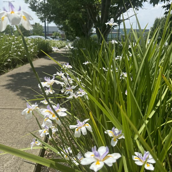 A sidewalk bordered by tall green plants with purple and white flowers under a Morus 'Weeping Mulberry' 1.8m Standard (Bare Root) creates a picturesque scene.