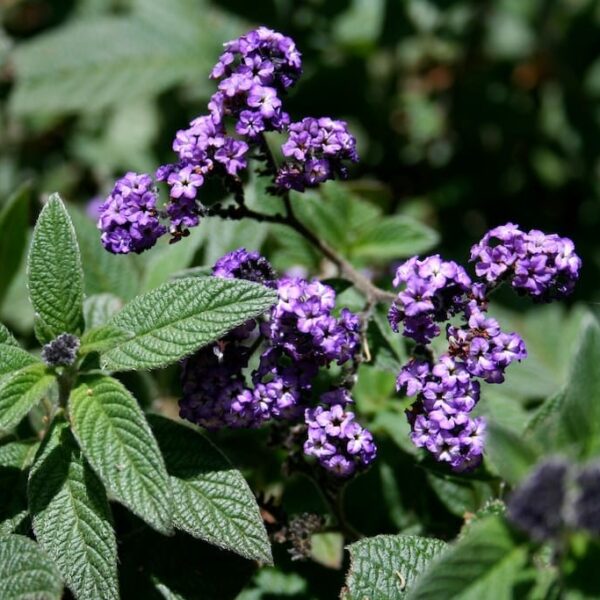Heliotrope 'Lord Roberts' blooms with purple flowers and textured green leaves, thriving beautifully in a 6" pot.
