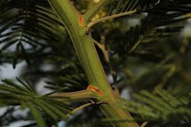 Acacia 'Common Black Wattle' - Image 2