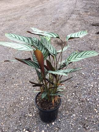 Ctenanthe setosa - Image 2