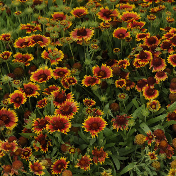 Gaillardia 'Arizona Sun' Blanket Flower - Image 2
