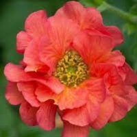 Close-up of a vibrant Geum 'Coral Tempest' from a 6" pot, featuring layered coral petals and a sunny yellow center, set against a blurred green background.