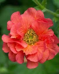 Close-up of a vibrant Geum 'Coral Tempest' from a 6" pot, featuring layered coral petals and a sunny yellow center, set against a blurred green background.