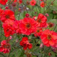 The bright red Geum 'Fiery Tempest' in a 6" pot stands out against lush green foliage, making it a striking addition to any garden or patio.