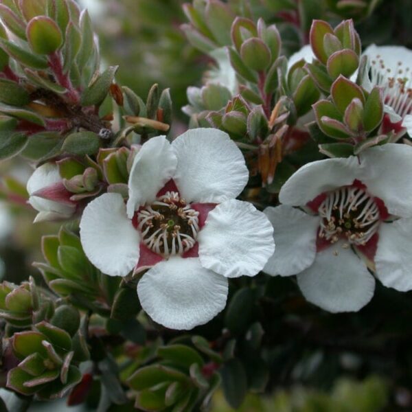 A close-up of Leptospermum 'Woolly Tea Tree' reveals white Manuka flowers with red centers and spiky green foliage thriving in a 6" pot, adding texture and charm to any space.