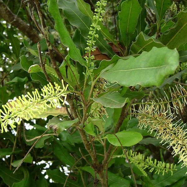 Green leaves and clusters of small, cream flowers decorate the Macadamia 'Lotsa Nuts®' plant branch, heralding an abundant harvest.