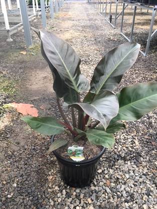 Philodendron 'Imperial Red' 10" Pot - Image 4