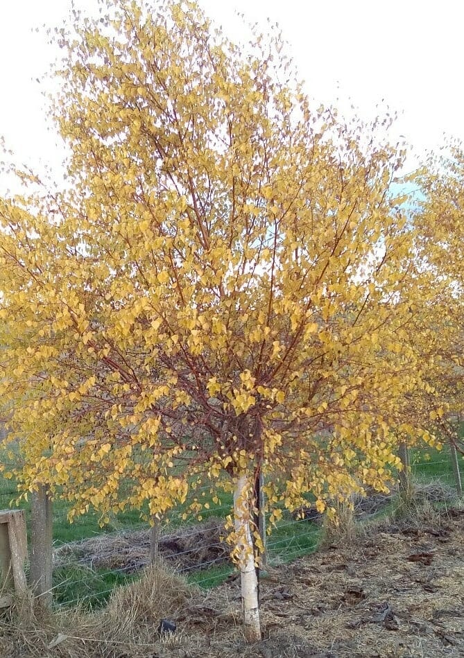 Betula 'Wades Golden' Birch - Image 4