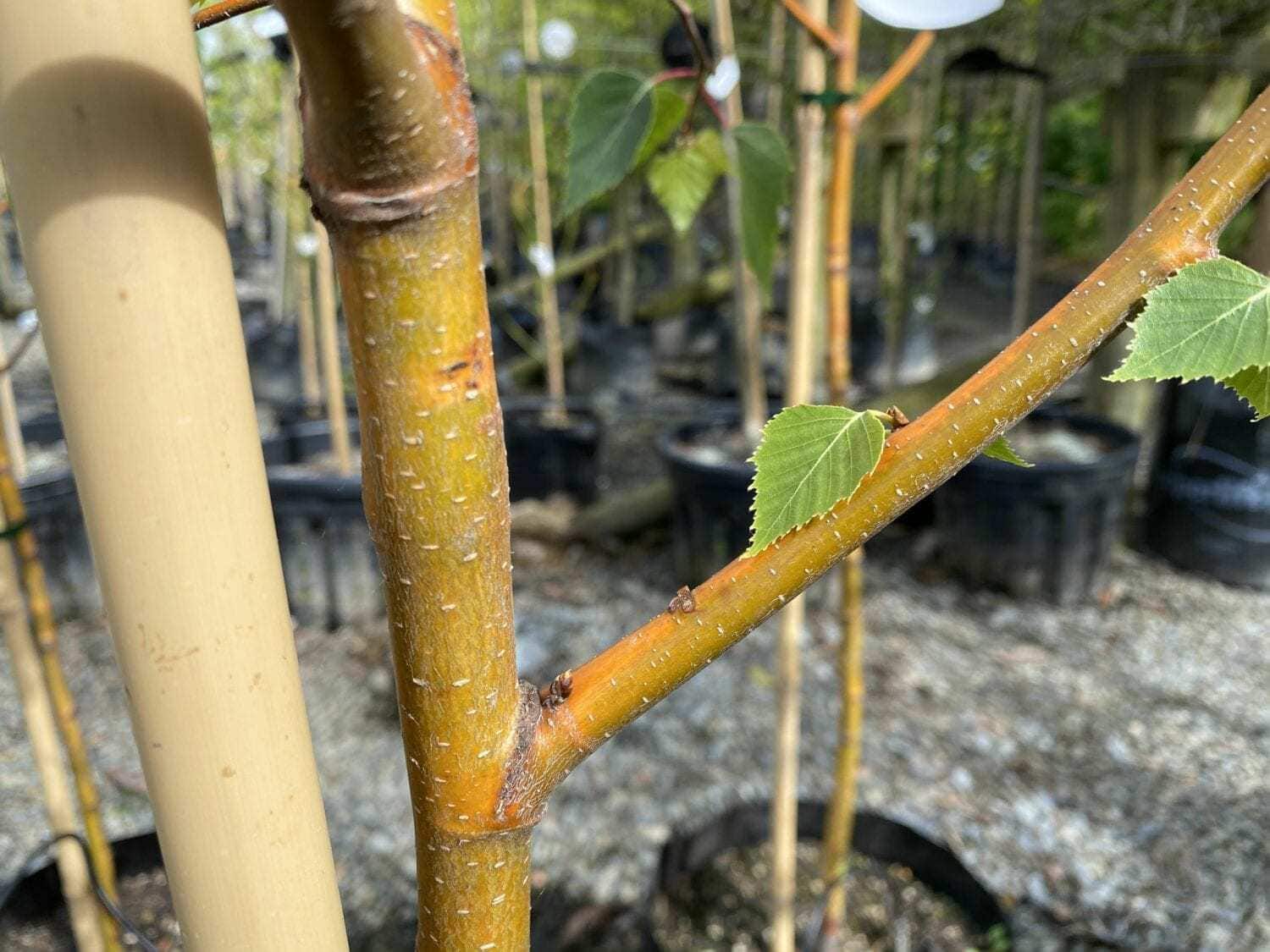 Betula 'Wades Golden' Birch - Image 5