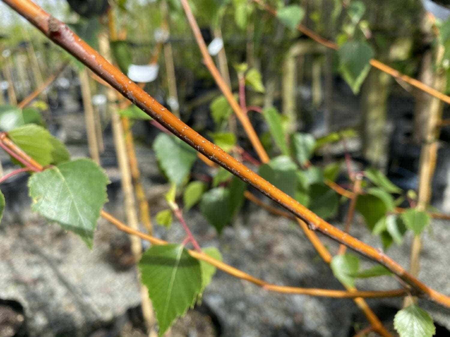 Betula 'Wades Golden' Birch - Image 6