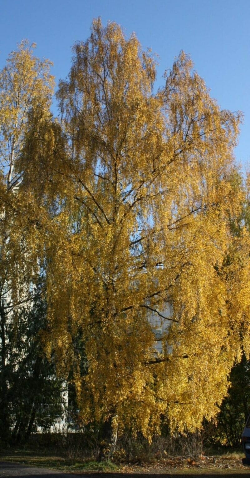 A Betula 'Wades Golden' Birch from a 16" pot, with golden yellow leaves, stands against a clear blue sky.